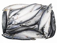 Купить Скумбрия н/р 400-600г 1/25кг Фарерские Острова СПБ в Москве, СПБ, Краснодаре с доставкой в день заказа