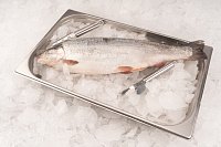 Купить Форель ПСГ 1,5-2кг Охлажденная (19-23кг) Карелия в Москве, СПБ, Краснодаре с доставкой в день заказа