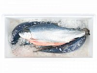 Купить Форель морская ПСГ 4-5кг Охлажденная (20-23кг) Мурманск в Москве, СПБ, Краснодаре с доставкой в день заказа