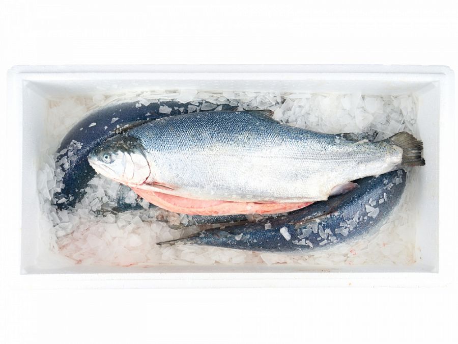 Купить Форель морская ПСГ 4-5кг Охлажденная (20-23кг) Мурманск в Москве, СПБ, Краснодаре с доставкой в день заказа
