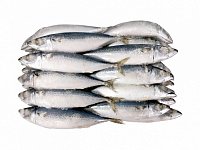Купить Скумбрия н/р 400-600г IQF 1/10кг Китай в Москве, СПБ, Краснодаре с доставкой в день заказа