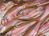 Барабулька н/р 11-15см 1кг в/у 1/12кг Гала Морепродукт